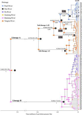 The role of landscape evolution in the genetic diversification of a stream fish Sarcocheilichthys parvus from Southern China